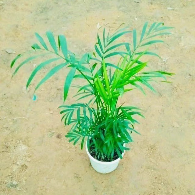 areca palm